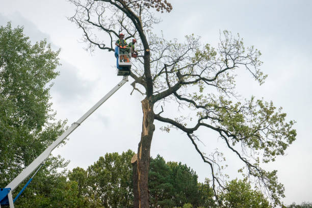 Best Tree Cabling and Bracing  in Harlem Heights, FL