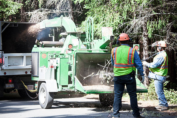 Best Tree Trimming and Pruning  in Harlem Heights, FL